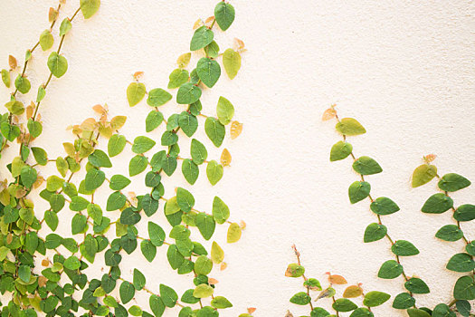 自然,绿色,常春藤,植物,墙壁