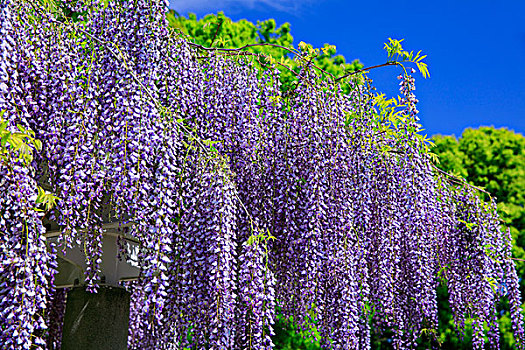 日本,紫藤,植物园