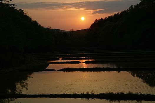 稻田,发光,日落