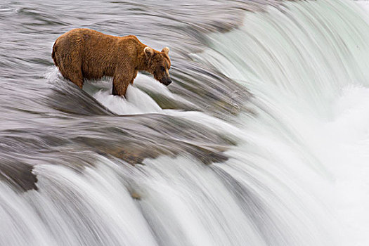 大灰熊,棕熊,溪流,瀑布,卡特麦国家公园,阿拉斯加