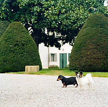 狗,城堡,花园