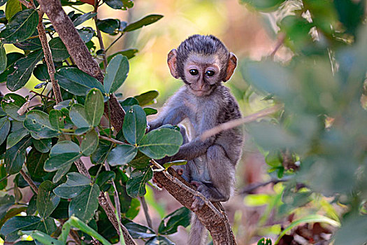 长尾黑颚猴,幼兽,雄性,枝条,克鲁格国家公园,南非,非洲