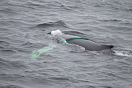 驼背鲸,大翅鲸属,鲸鱼,表面,渔网,抓住,纽芬兰,加拿大