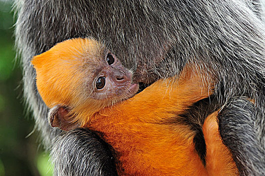 叶子,猴子,母亲,哺乳,幼兽,雪兰莪州,自然公园,马来西亚