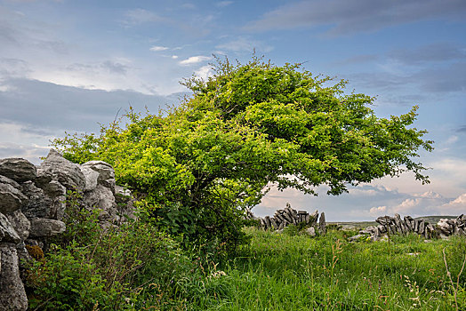 树,石墙,布伦,克雷尔县,爱尔兰