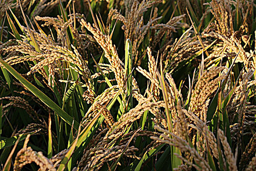 水稻田里的水稻