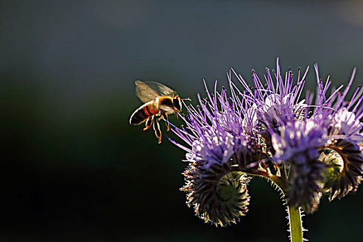 蜜蜂,紫花,巴登符腾堡,德国,欧洲