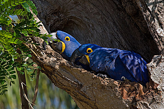 紫蓝金刚鹦鹉,一对,树上,潘塔纳尔,巴西