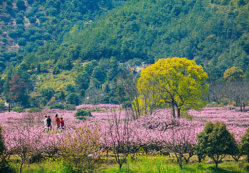 花海,乡村,游客