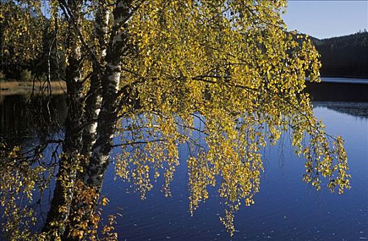 桦树,湖,挪威