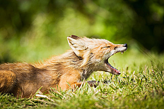 红狐,狐属,哈欠,阿拉斯加,半岛,靠近,假的,西南方,美国