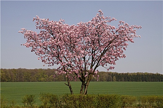坏,下萨克森,樱桃树,春天