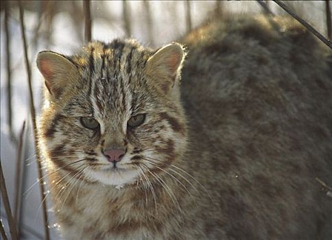 野猫科动物,南方,远东,俄罗斯
