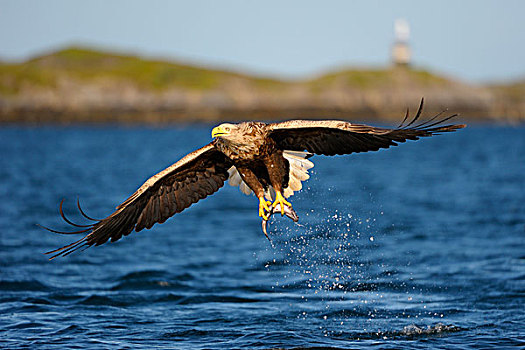 白尾,鹰,海洋,飞行,捕食,后面,挪威,海岸线,灯塔,斯堪的纳维亚,欧洲