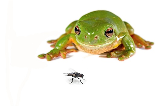 绿树蛙,飞虫