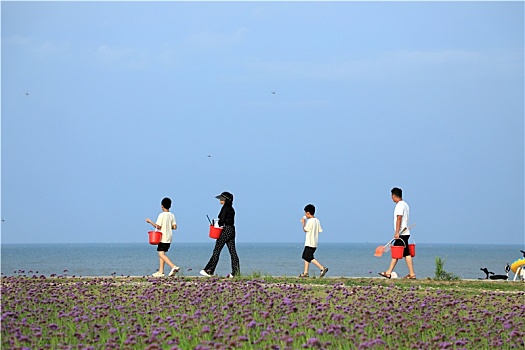 山东省日照市,游客徜徉花海漫步大海,感受蓝天碧海的魅力