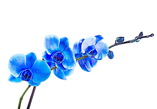 蓝色,兰花,隔绝,白色背景,背景