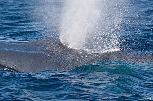 蓝鲸,喷涌,哥斯达黎加