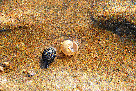 海滩边的小海螺