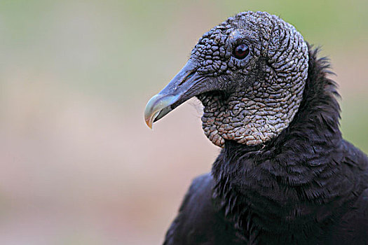 黑美洲鹫,头像,南方,德克萨斯