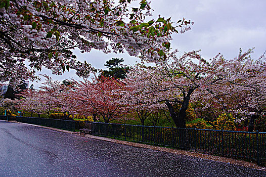 中山公园樱花大道