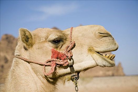 骆驼,头部,约旦,中亚