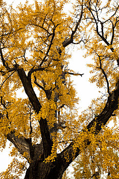 上海七宝古镇古老的银杏树