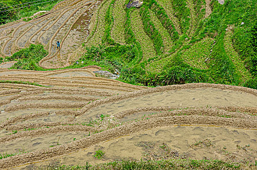 桂林梯田风光