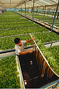 绿色科技,农场,新加坡