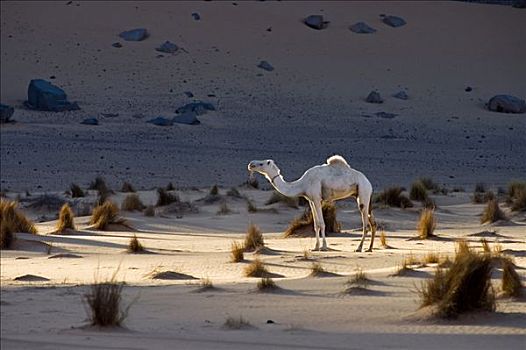 孤单,单峰骆驼,沙漠,沙,利比亚,北非
