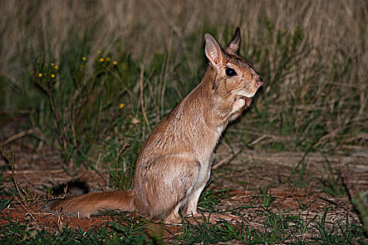 野兔,夜晚,卡拉哈里沙漠,北开普,南非