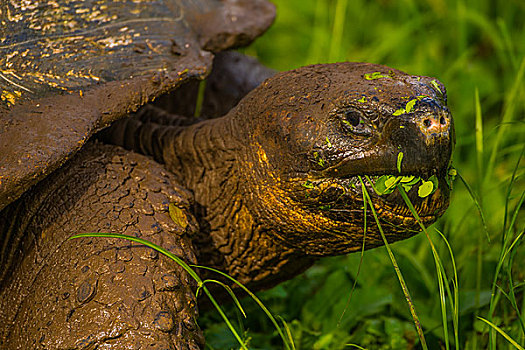 加拉帕戈斯群岛巨型陆龟