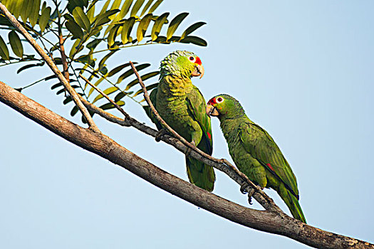 亚马逊河鹦鹉,栖息,树枝,一对,省,哥斯达黎加,北美