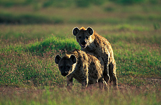 斑点,鬣狗,交配,安伯塞利国家公园,肯尼亚,非洲