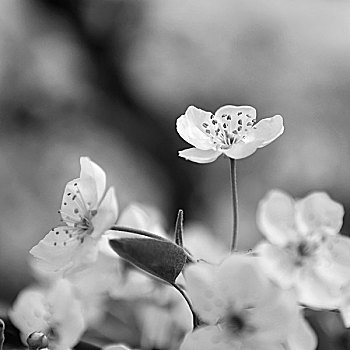 黑白梨花