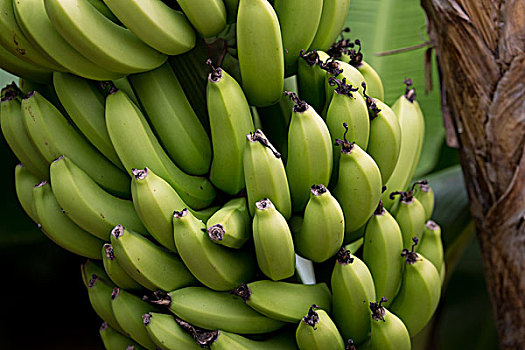 法属玻利尼西亚,里奇提亚岛,特写,香蕉串
