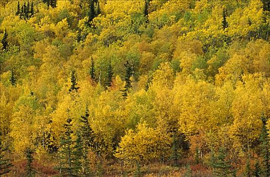 秋天,彩色,树林,阿拉斯加