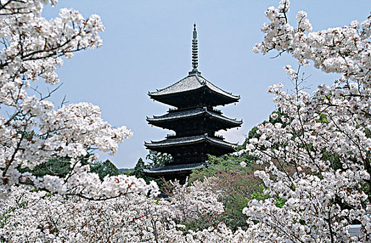 樱花,树,正面,庙宇,仁和寺,京都,本州,日本