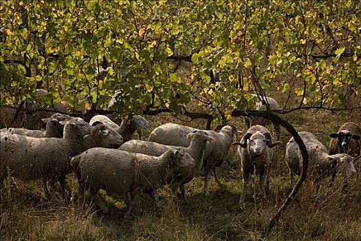 绵羊,葡萄园,靠近,维亚纳堡,培育,葡萄,葡萄酒,区域,北方,葡萄牙,欧洲