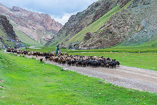 牧羊人,绵羊,牧群,山谷,省,吉尔吉斯斯坦,亚洲