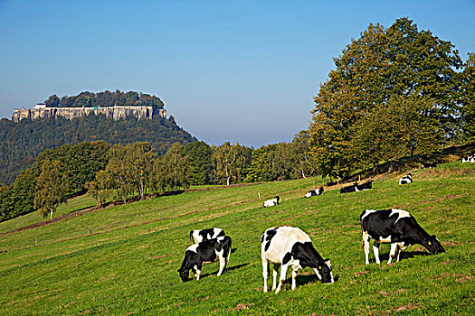 母牛,草场,克米斯坦,要塞,萨克森,德国