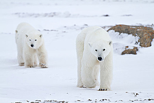 北极熊,两个,幼兽,冬天,丘吉尔市,野生动物,管理,区域,加拿大