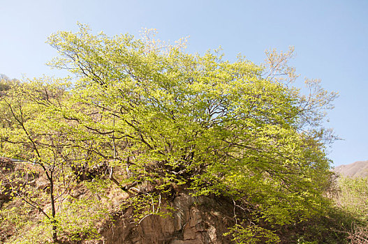 生长在陡峭山体的茂盛树木