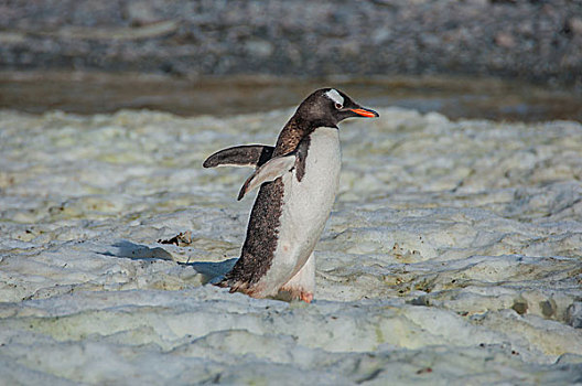 南极巴布亚企鹅金图企鹅