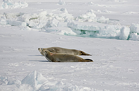 食蝦海豹,食蟹海豹,一对,休息,海冰,南极