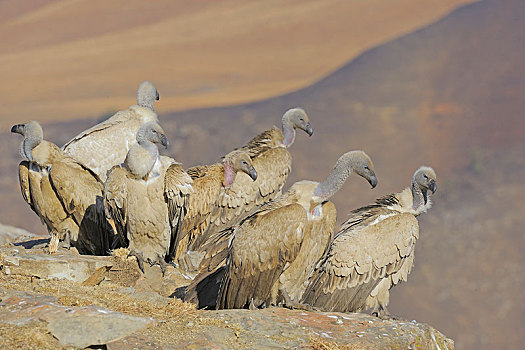 秃鹰,南非兀鹫,城堡,国家公园,纳塔耳,南非,非洲