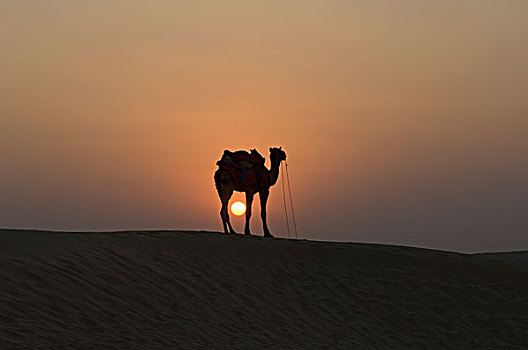 剪影,骆驼,站立,斋沙默尔,拉贾斯坦邦,印度