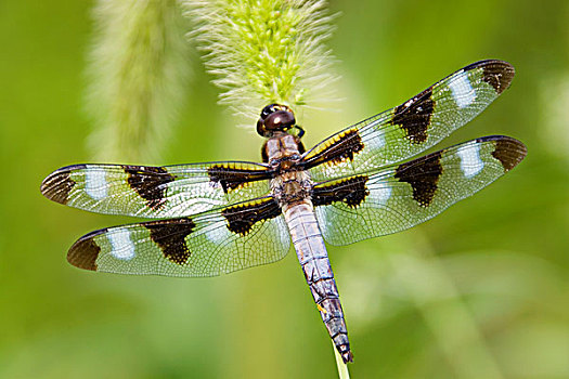 蜻蜓,蜻属,栖息,狐尾草