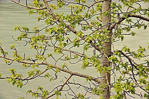 白杨,树叶,室外,靠近,阿萨巴斯卡河