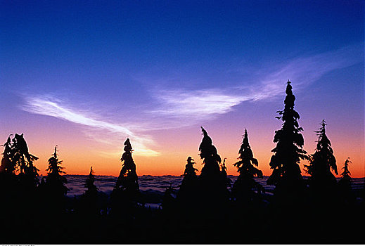 针叶树,云,日落,海岸山脉,不列颠哥伦比亚省,加拿大